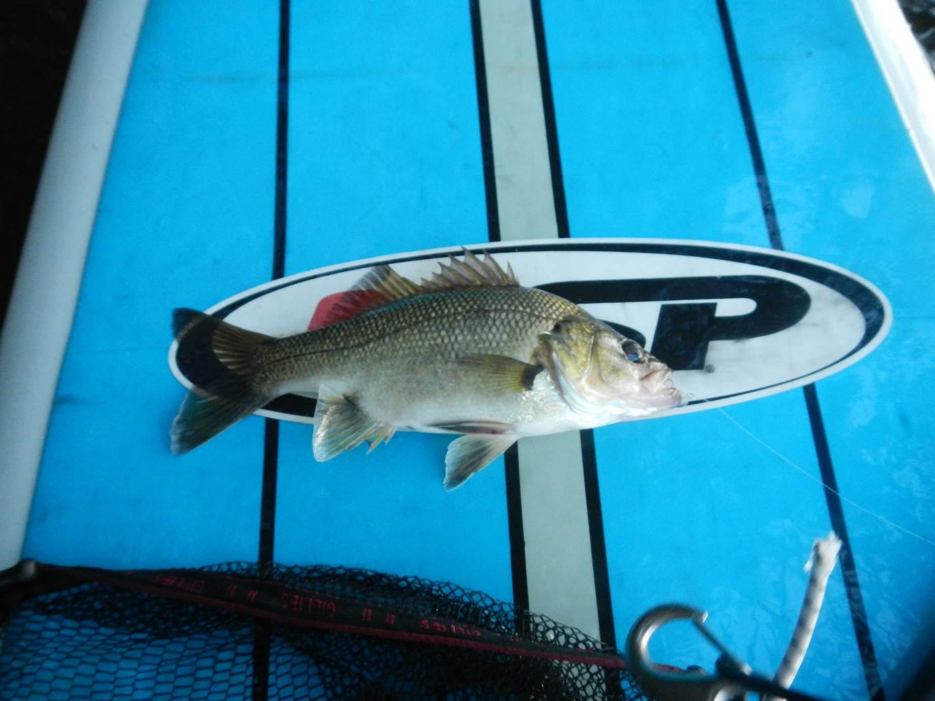 SUP Bass03