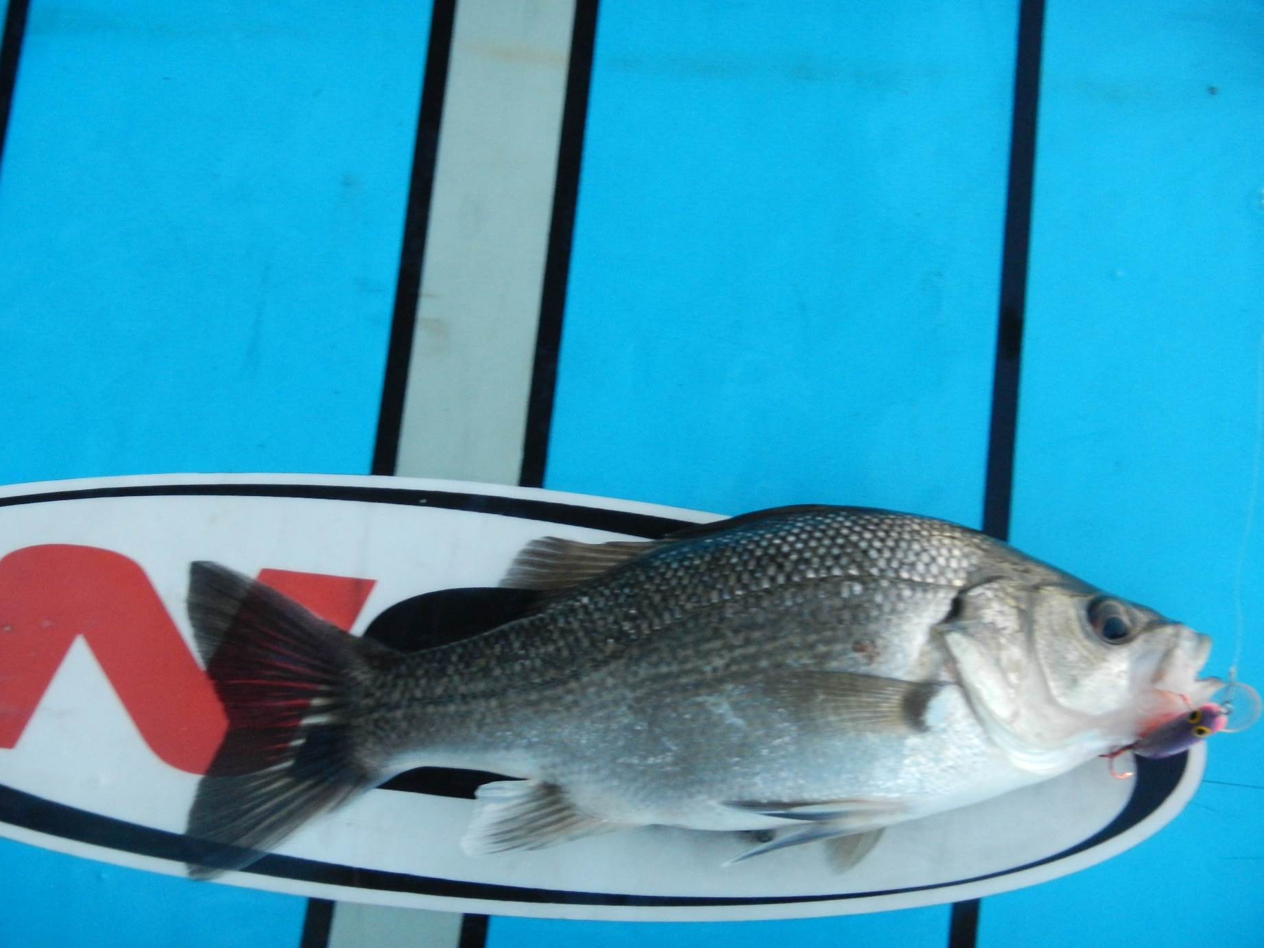 SUP Bass04