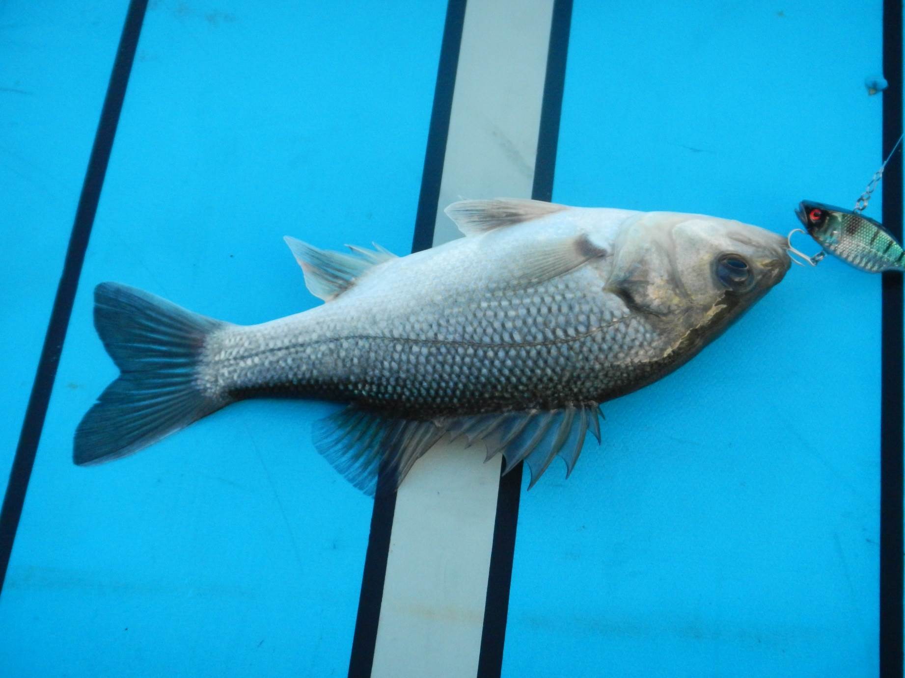 SUP Bass07