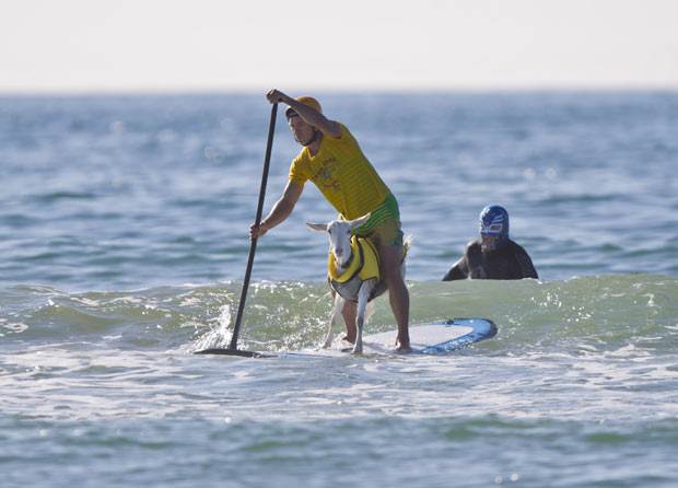 danaGoatPaddleBoar 2124650i