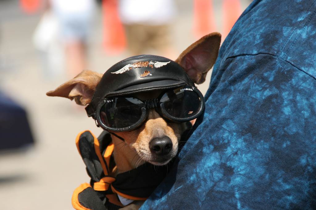 Dog at Myrtle Beach Bike Week Doggles and Harley-Davidson cap