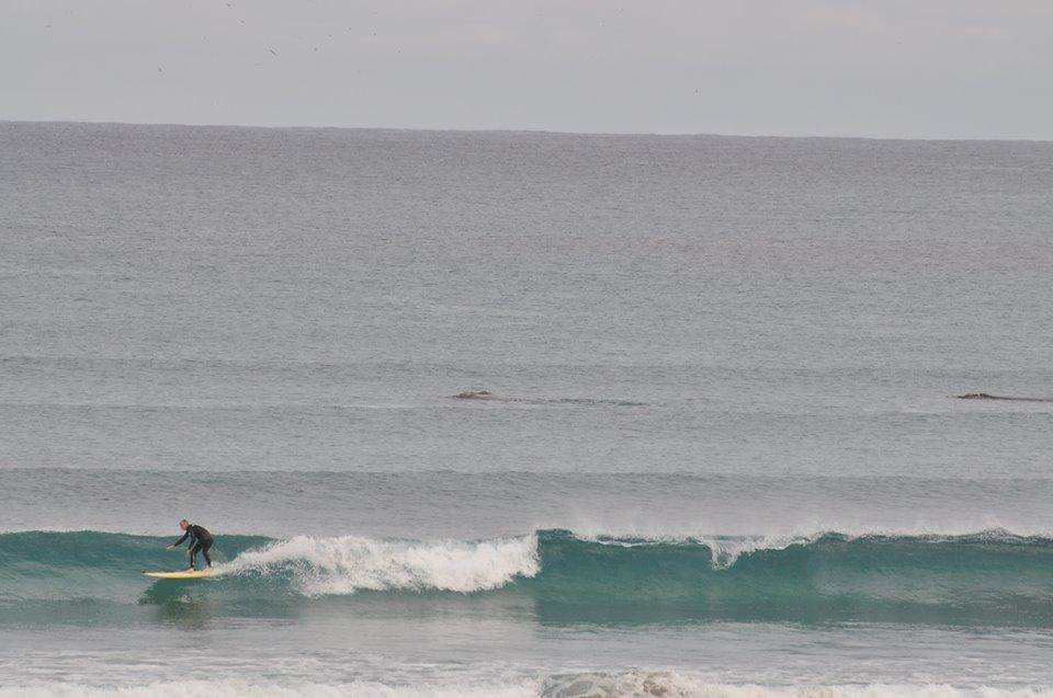 bridgywhales