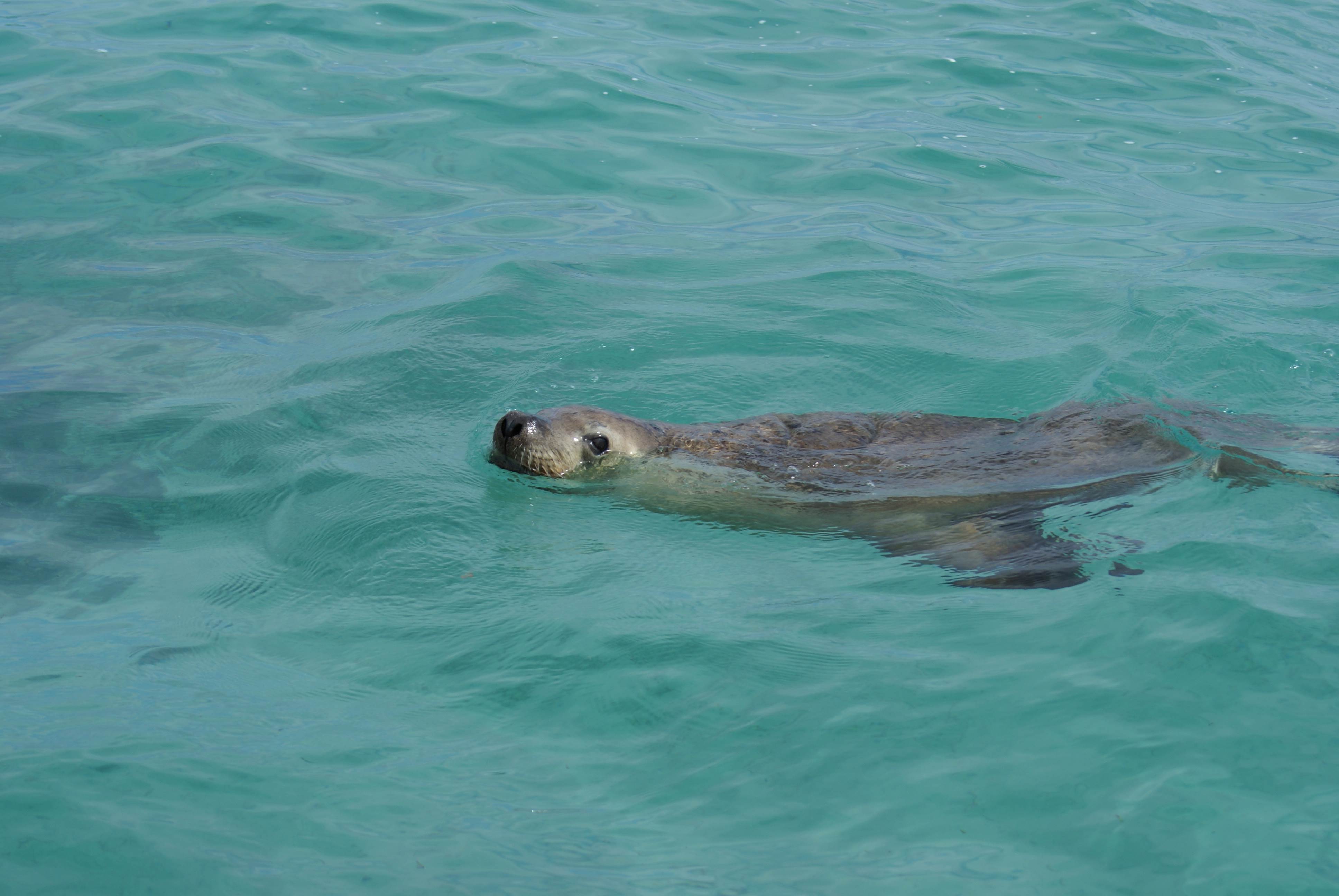 seal island