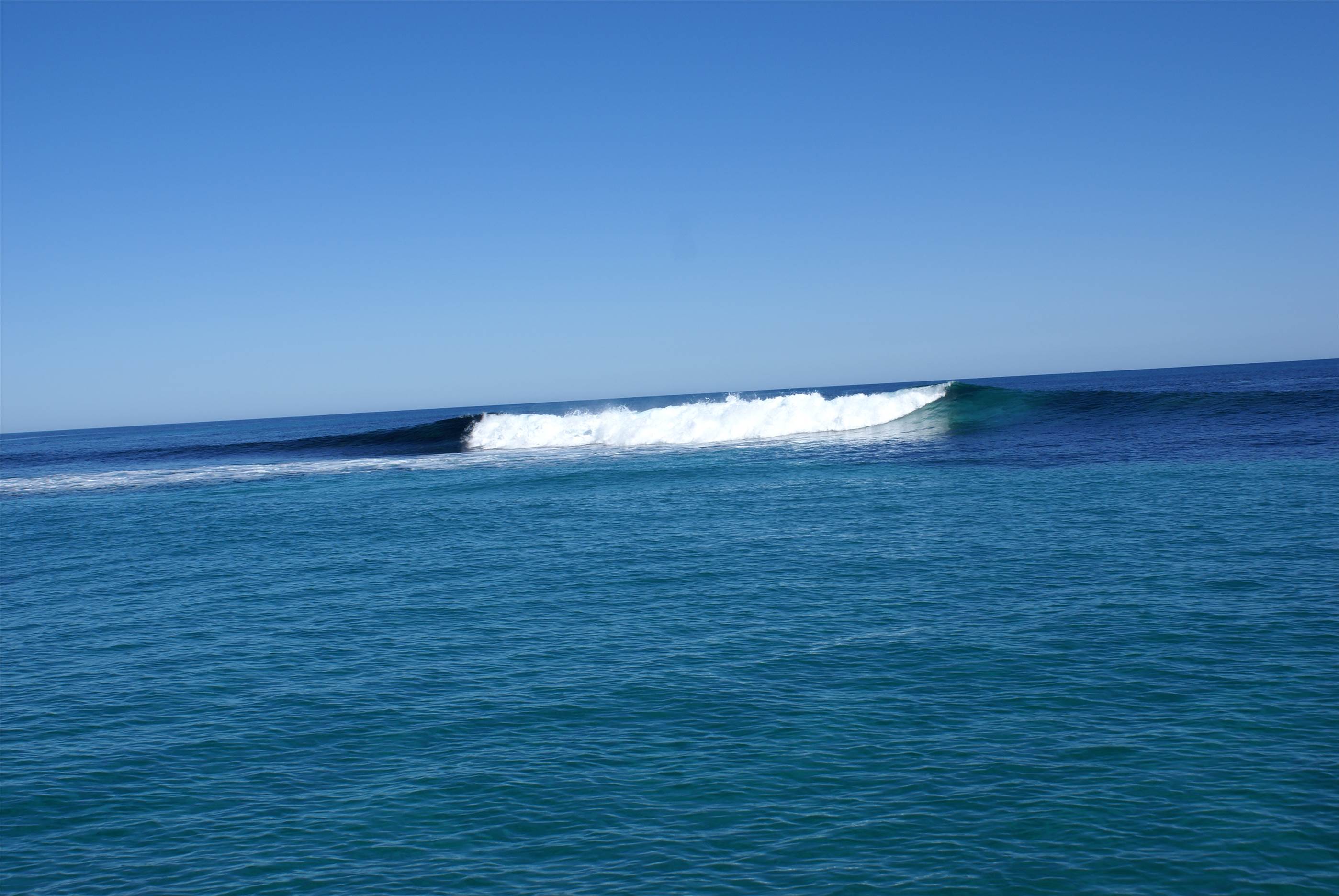 seal island