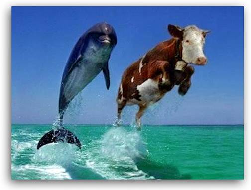 cow-burps-dolphin-global-warming-eco-greenhouse-swim-sad-hill-news-edit