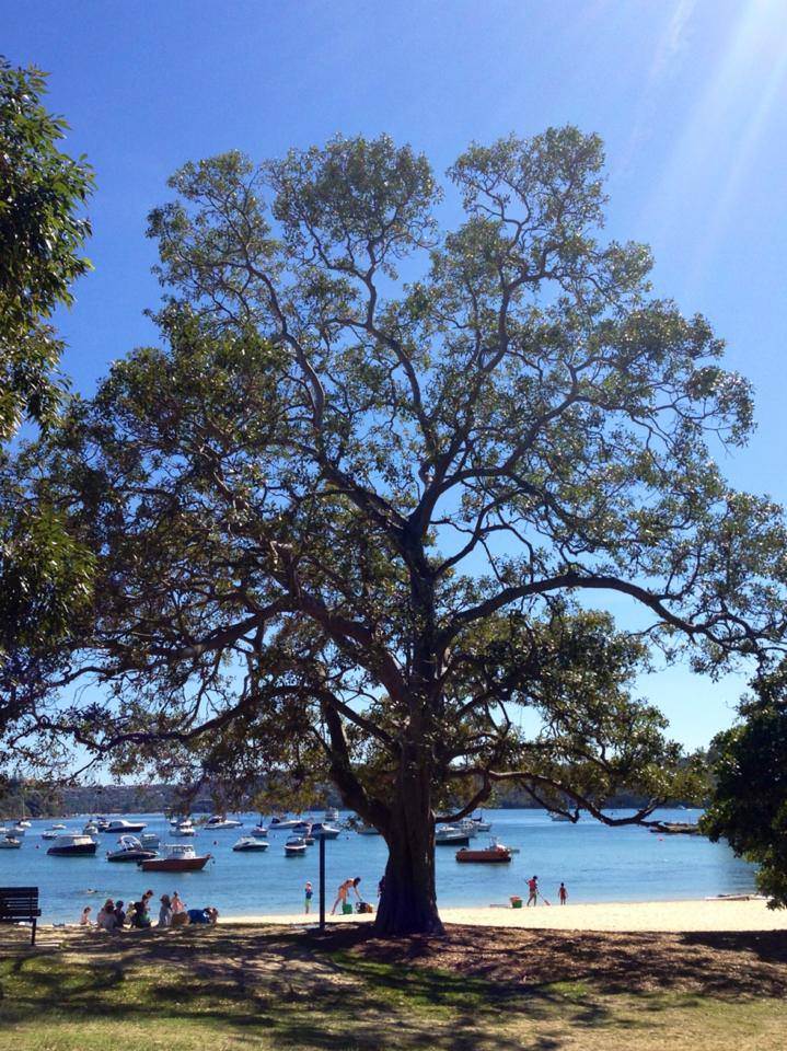 Perfect balmoral
