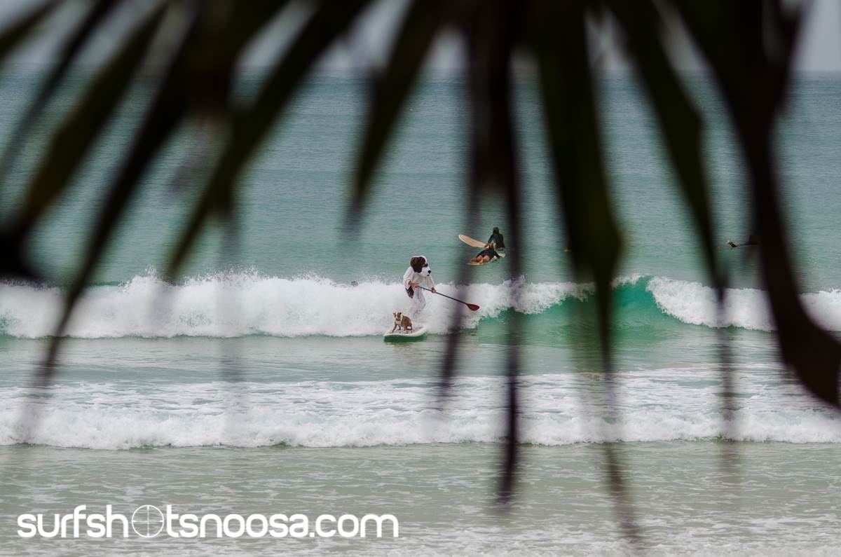 Dog Surfing-2