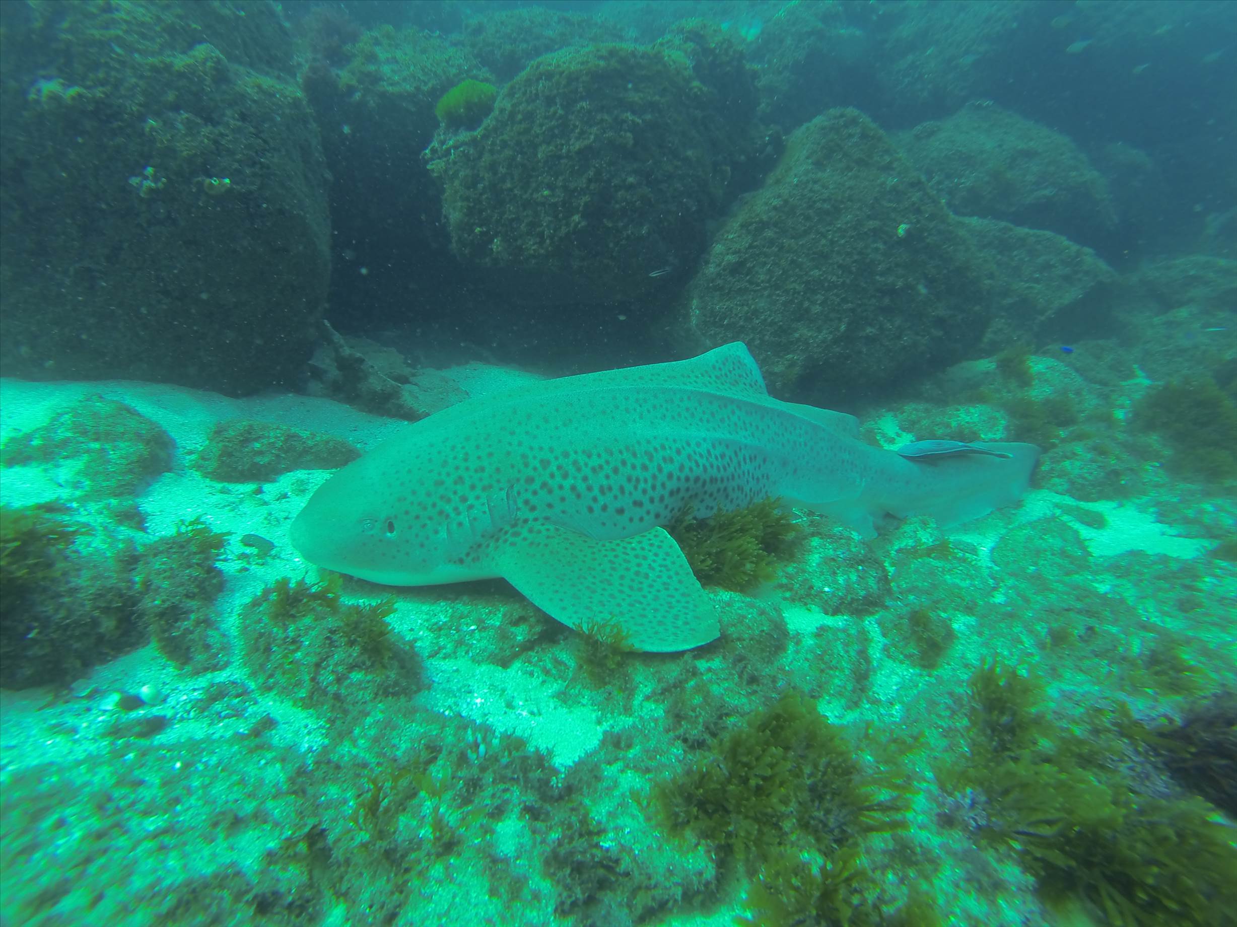 GOPR0204