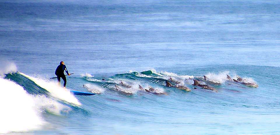 Dolphins