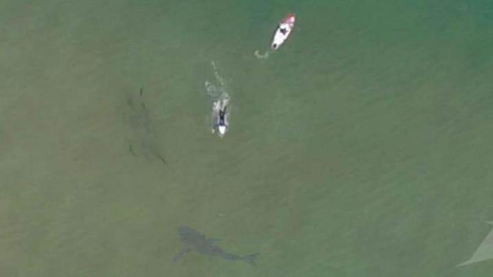 220914 shark2