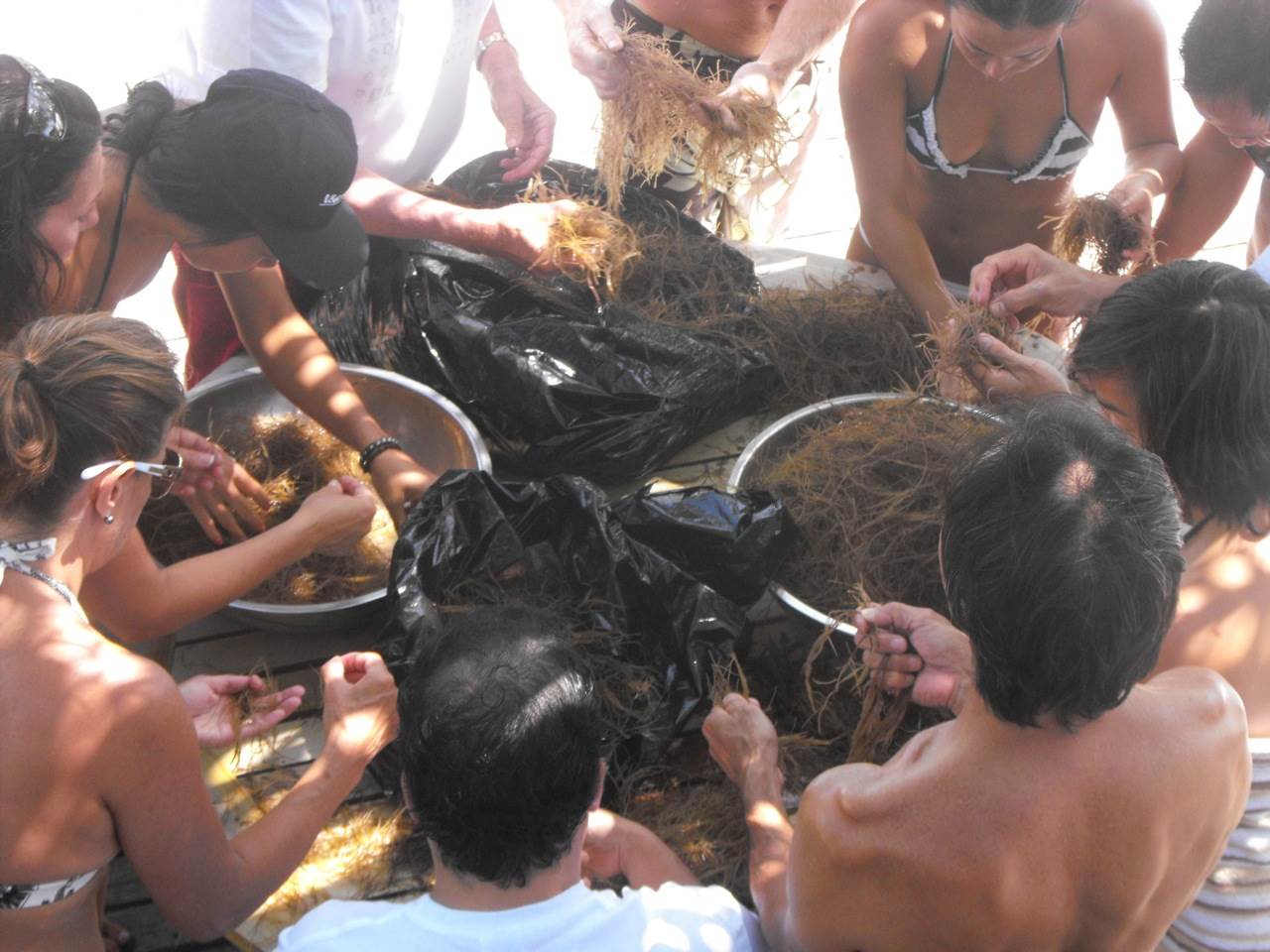 63. OGO = Seaweed