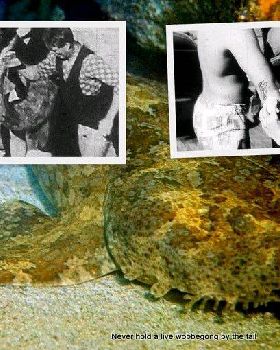 wobbegong-attacks