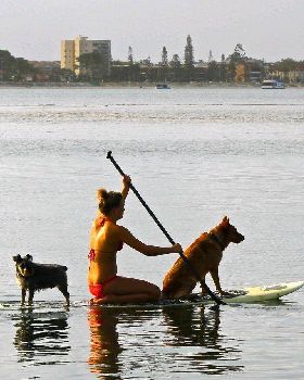 double dog