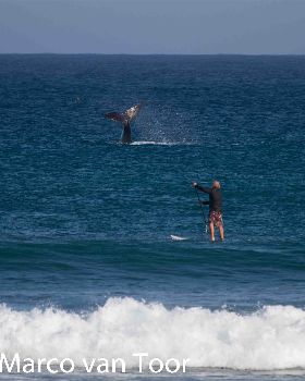 Stand Up Paddle