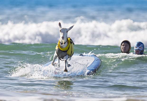 goatSurf6 2124655i