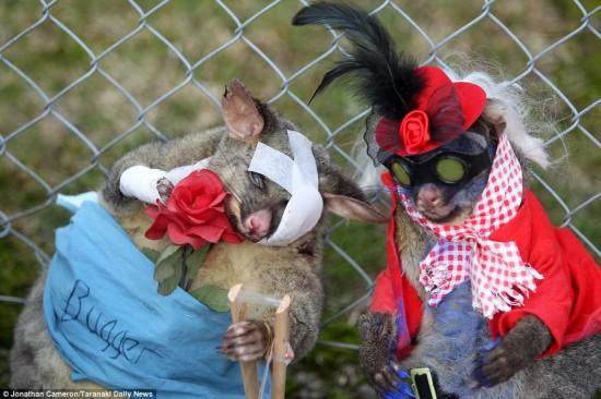 dead-possums21-550x366