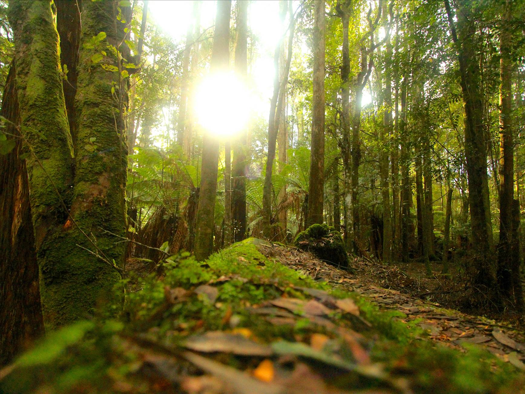 Tarkine Green