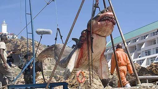 Shark