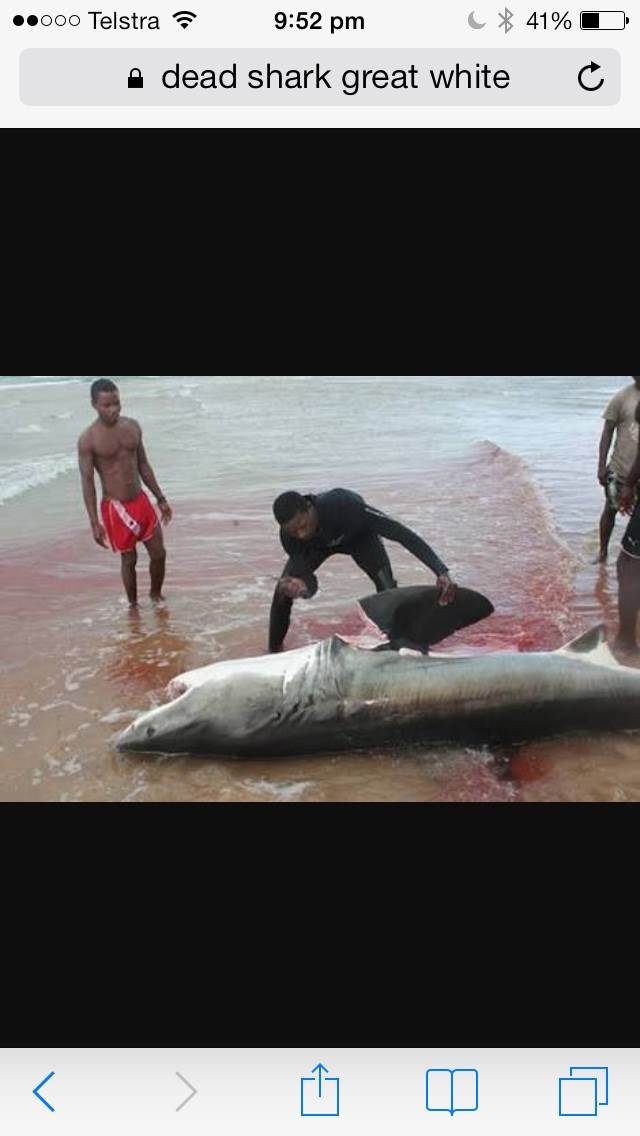 Shark