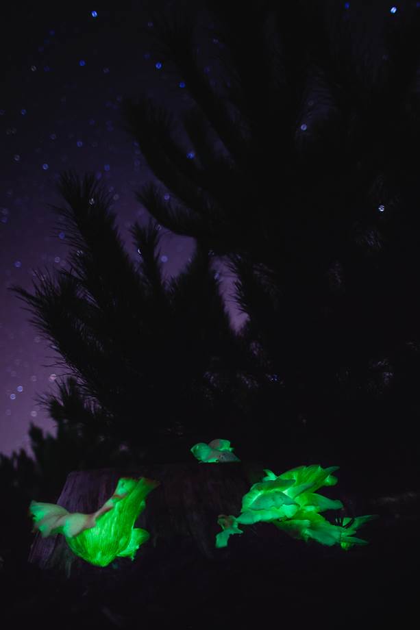 Enchanted forest-1