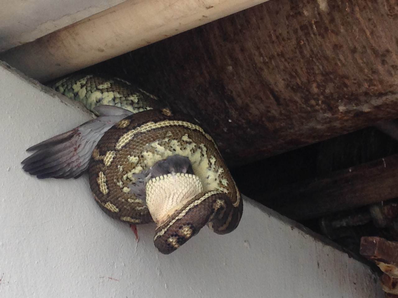 snake 2