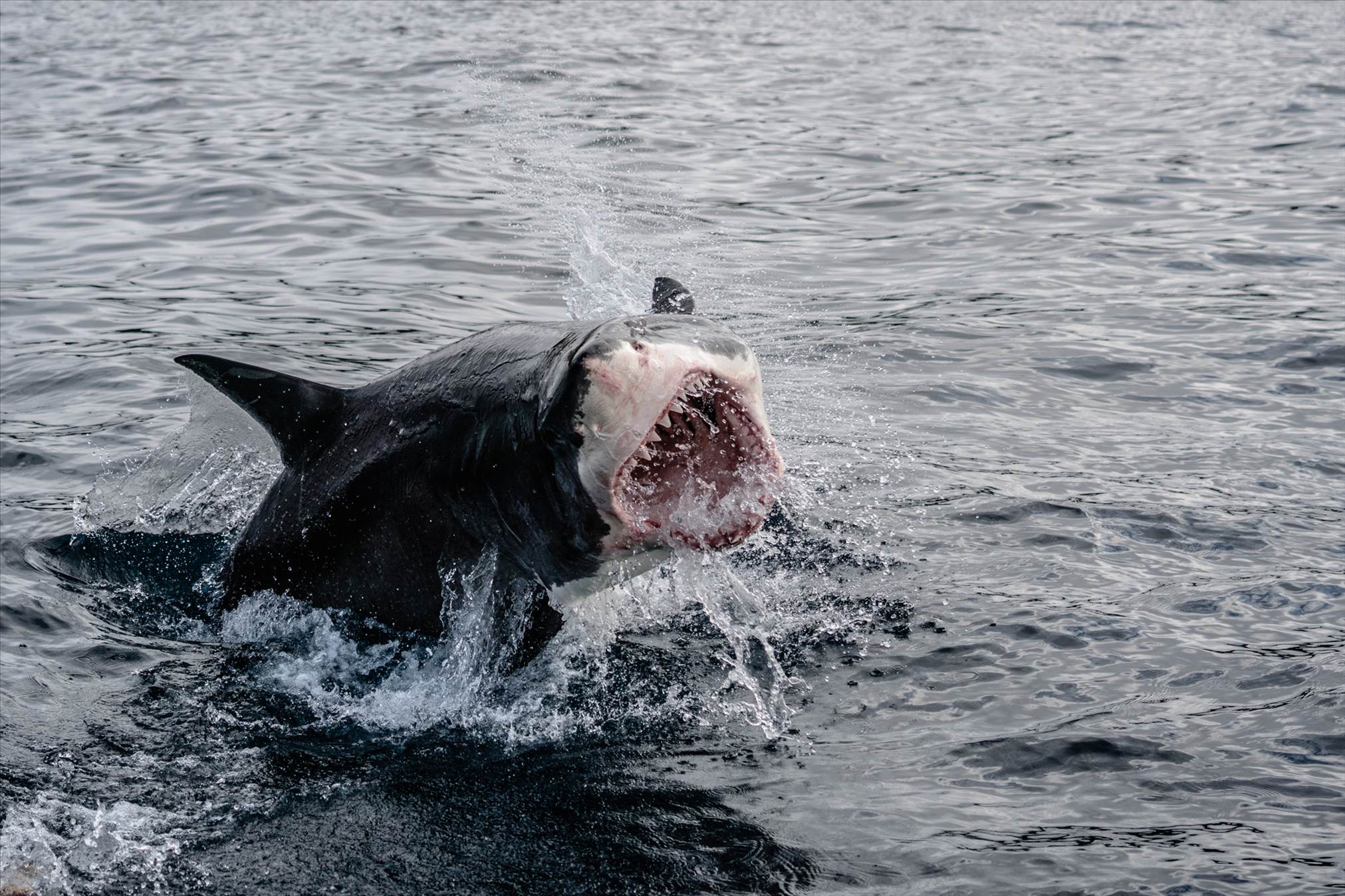 angry shark