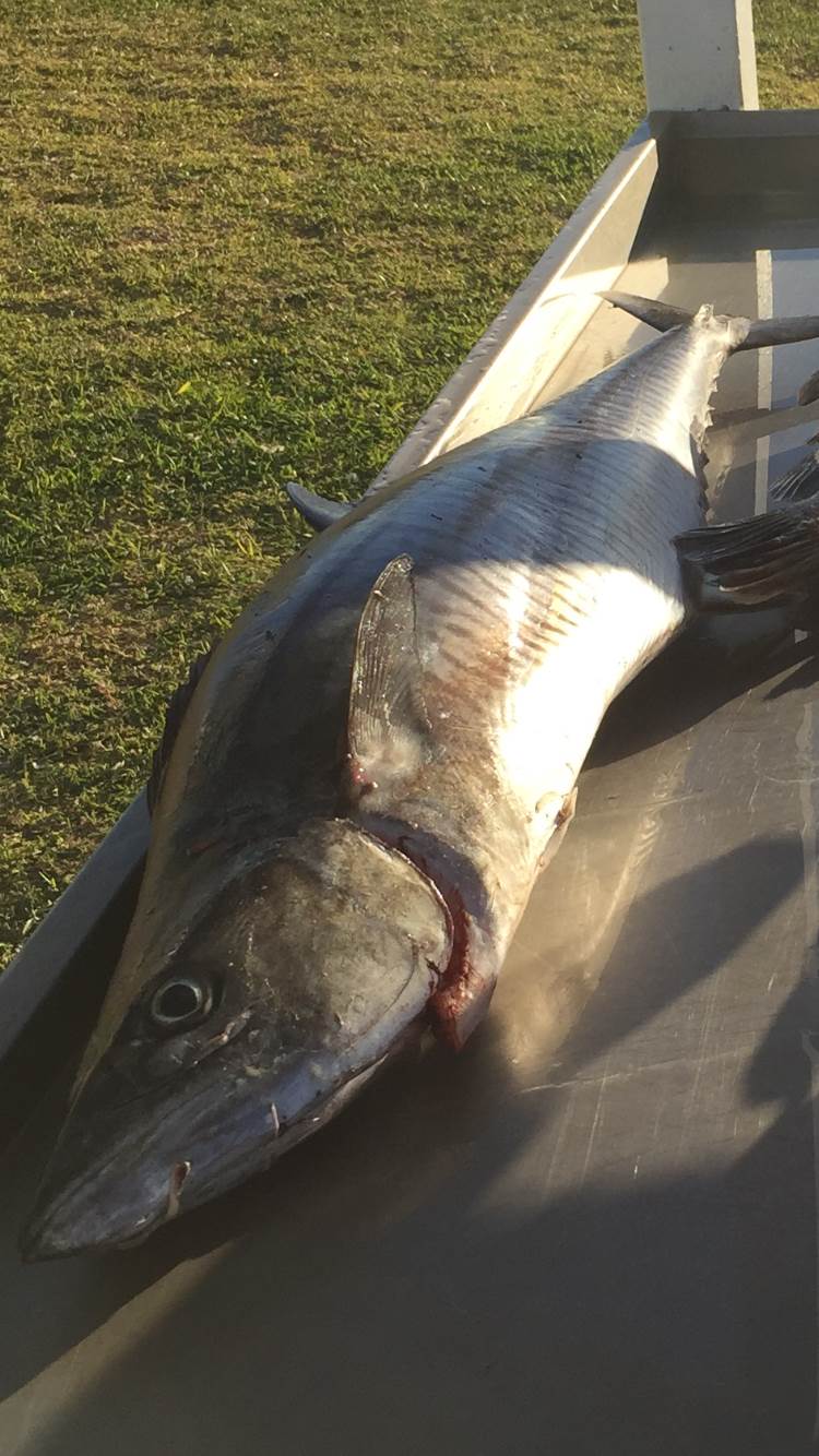 Fish