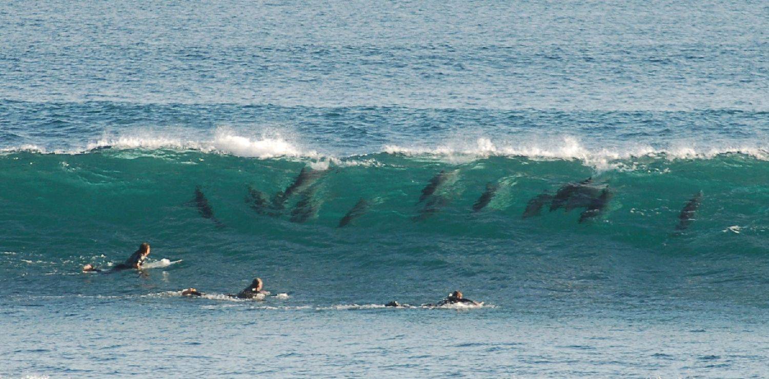 Dolphins