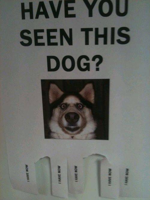 Doggie