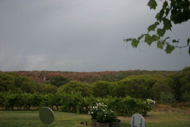 thebackyard