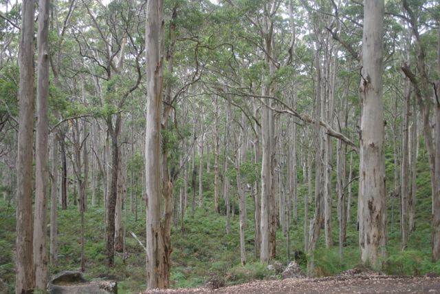 lotsoftrees