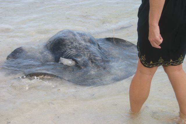 stingrays