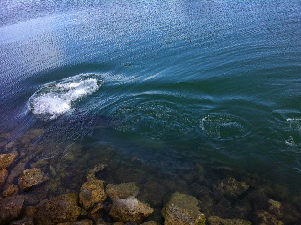 Mindarie shark