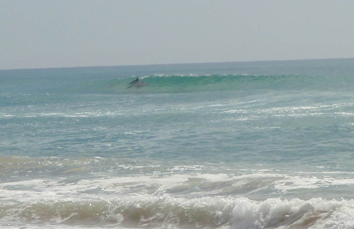 Dolphins