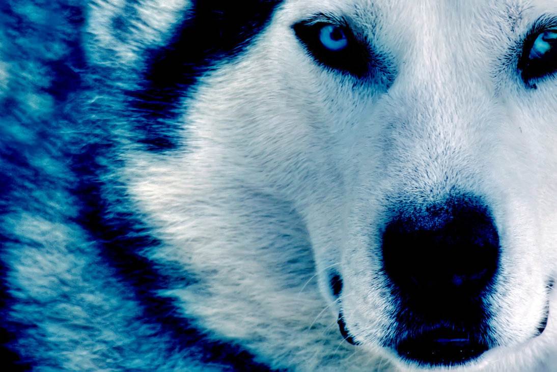 winter wolf by ice grip