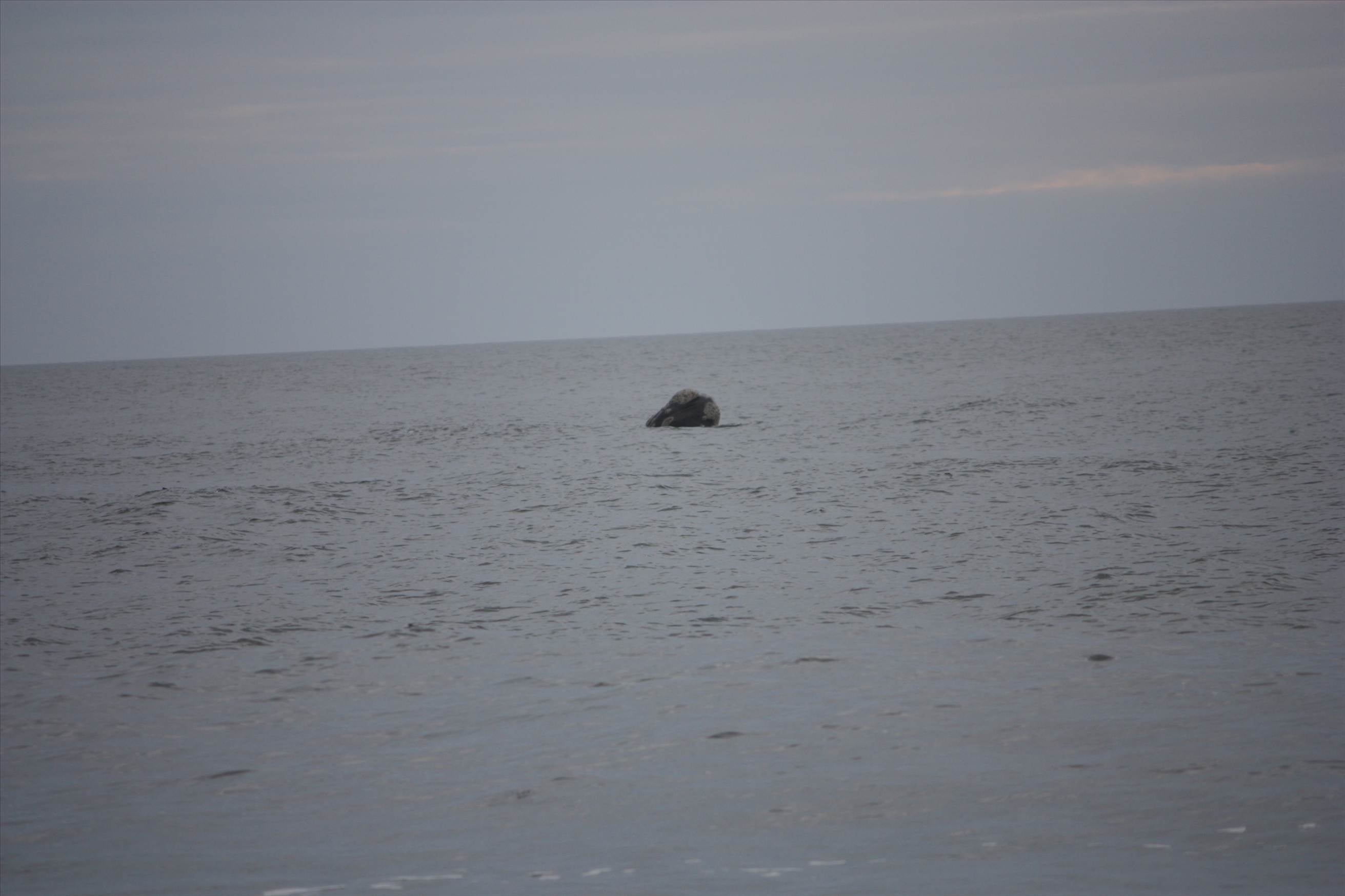 Whales 027