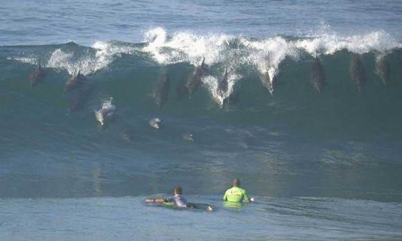 DolphinFleet Jbay-580x348
