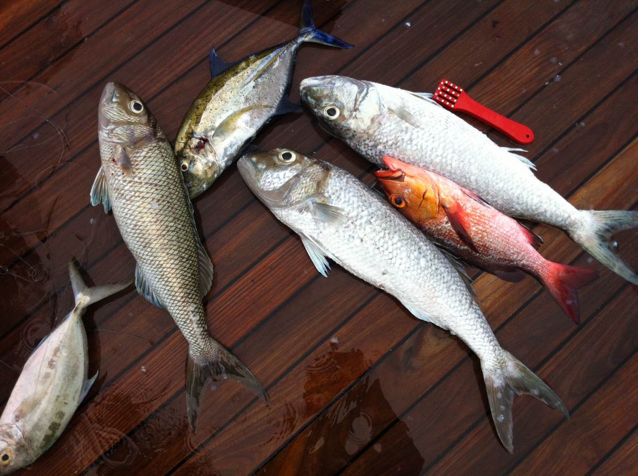 Fish2