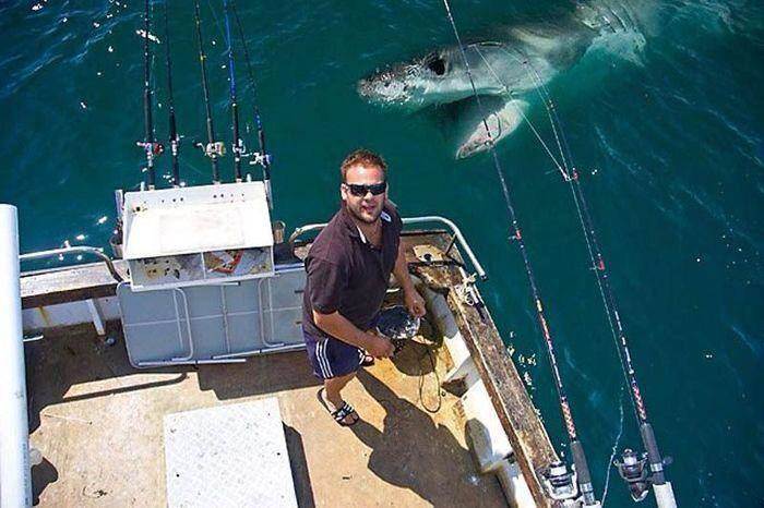 shark