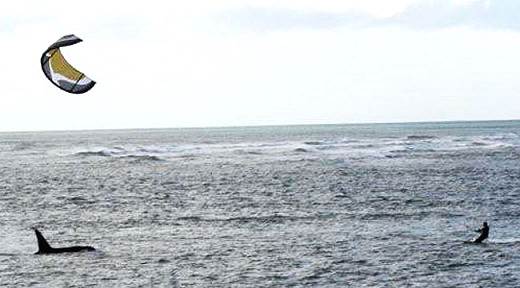 orca