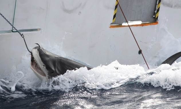 Tiger shark