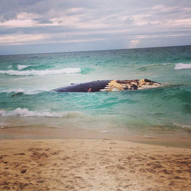 whale beach