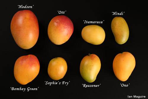 Mangos-mangos-676186 500 333