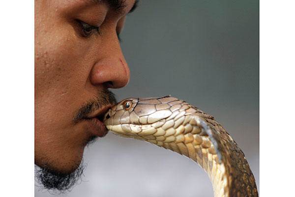 Cobra