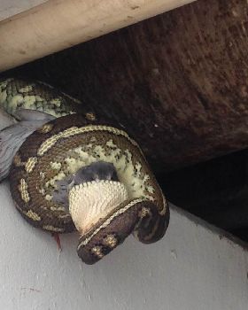 snake 2
