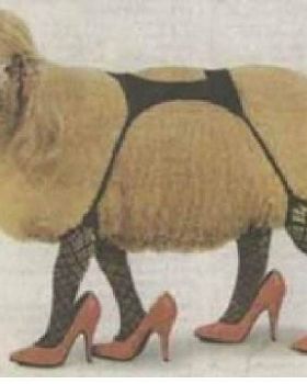 sheep