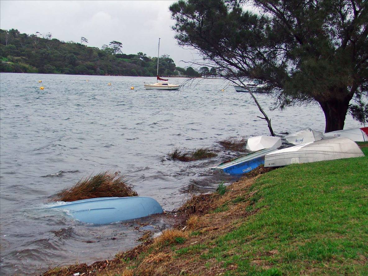 The dingy tree