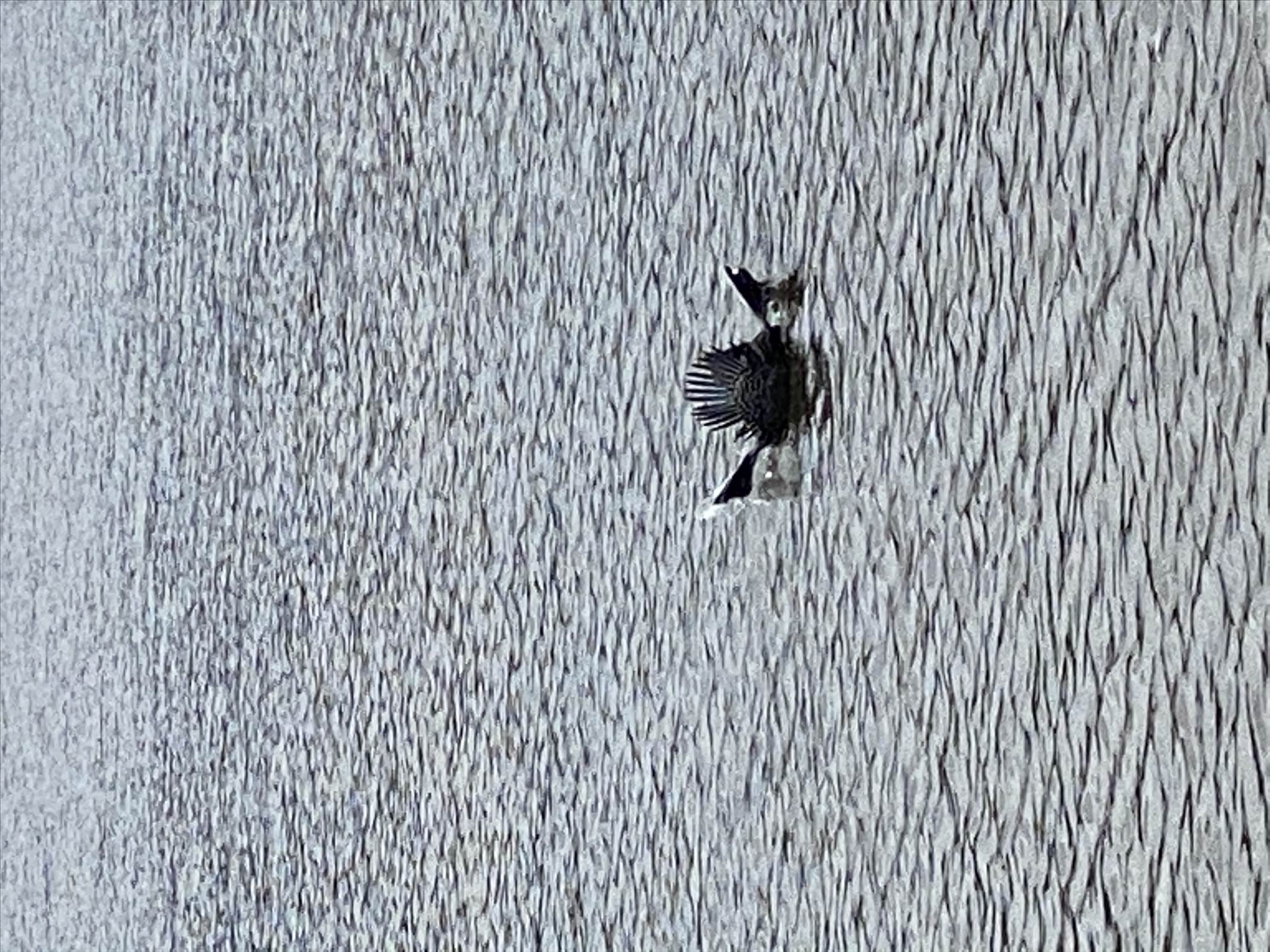 Unidentified swimming bird
