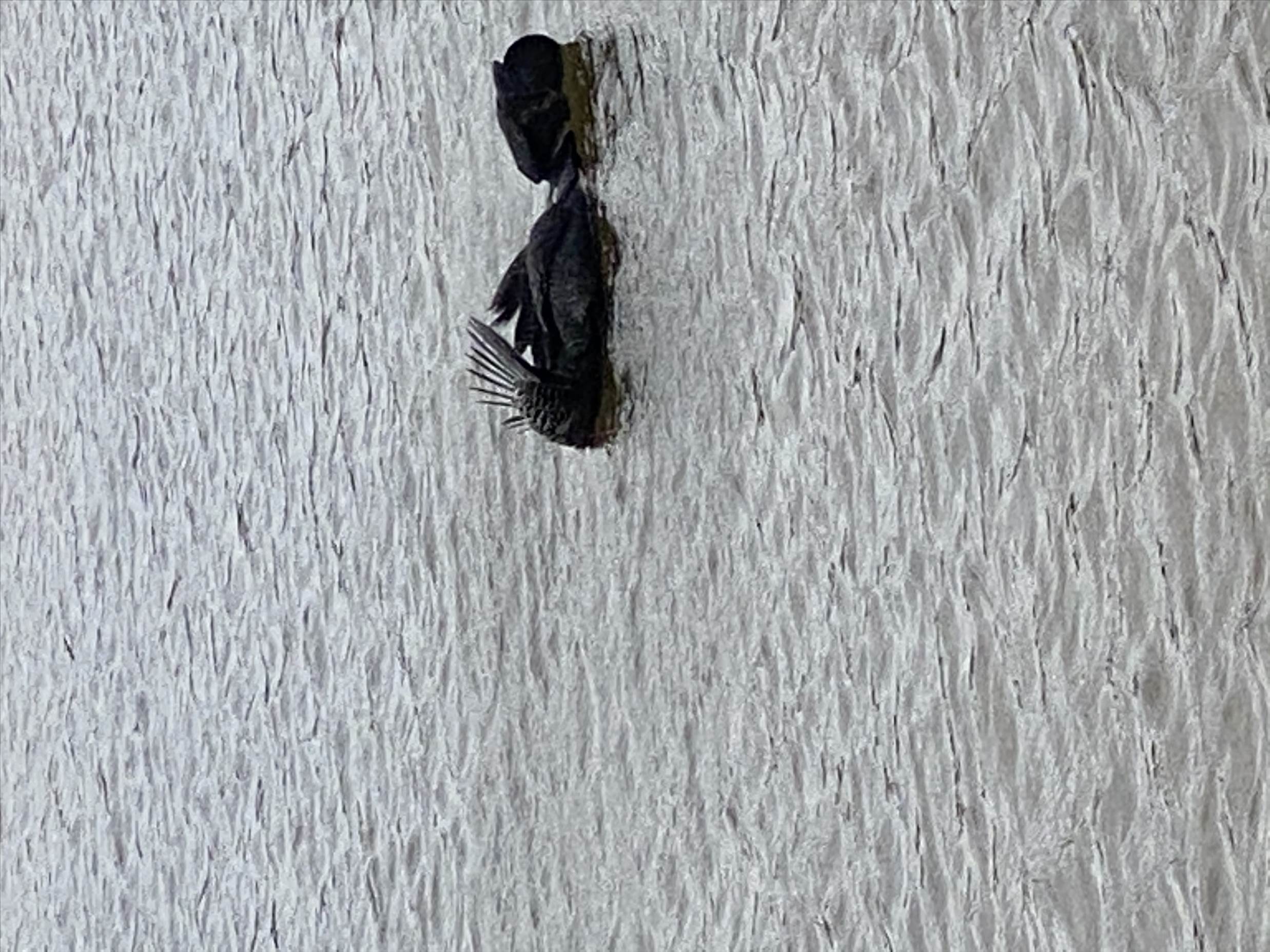 Unidentified swimming bird