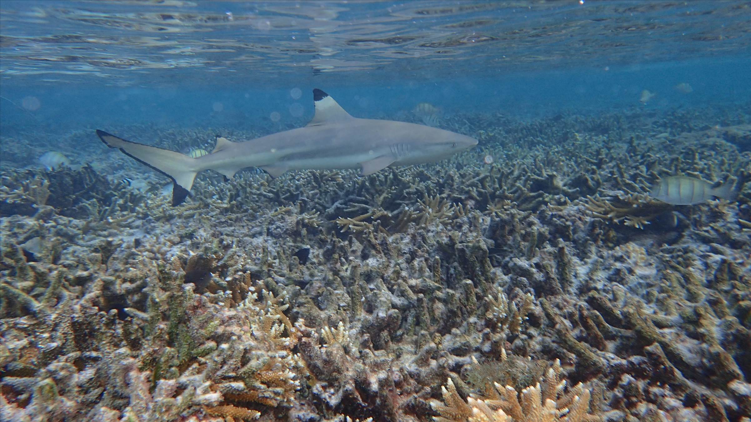 Cocos Lagoon Crossing 2015